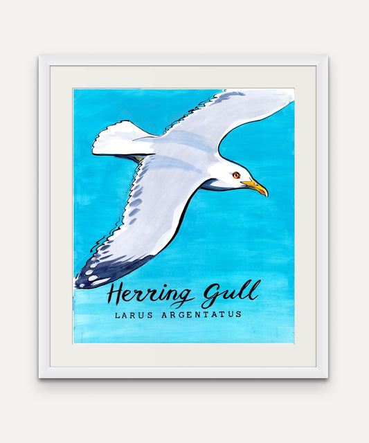 Herring Gull Promenade Flag -Mounts Bay Sea life series-Giclée Print