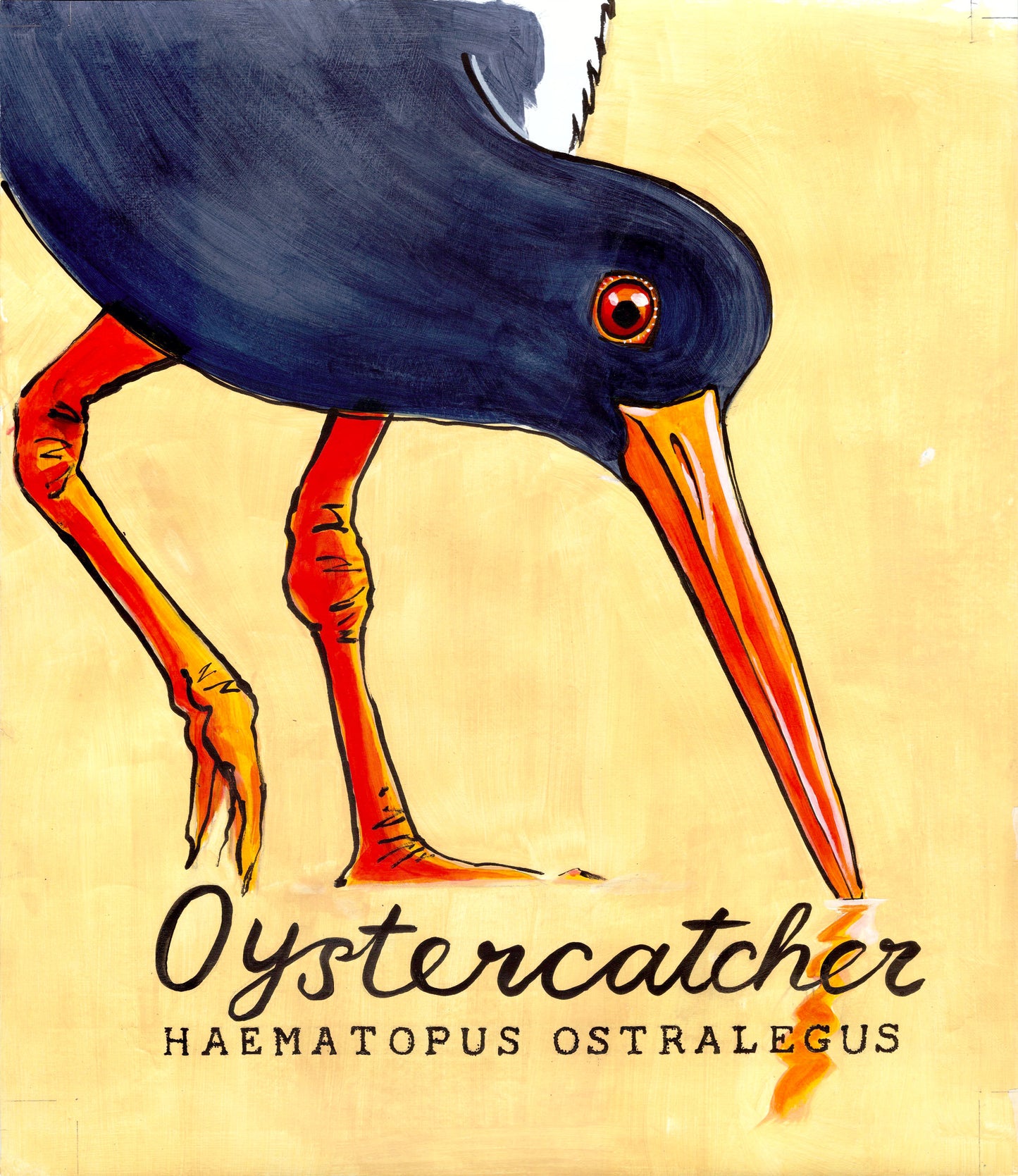 Oystercatcher Promenade Flag - Cornish Sea Life Series - Giclée Print