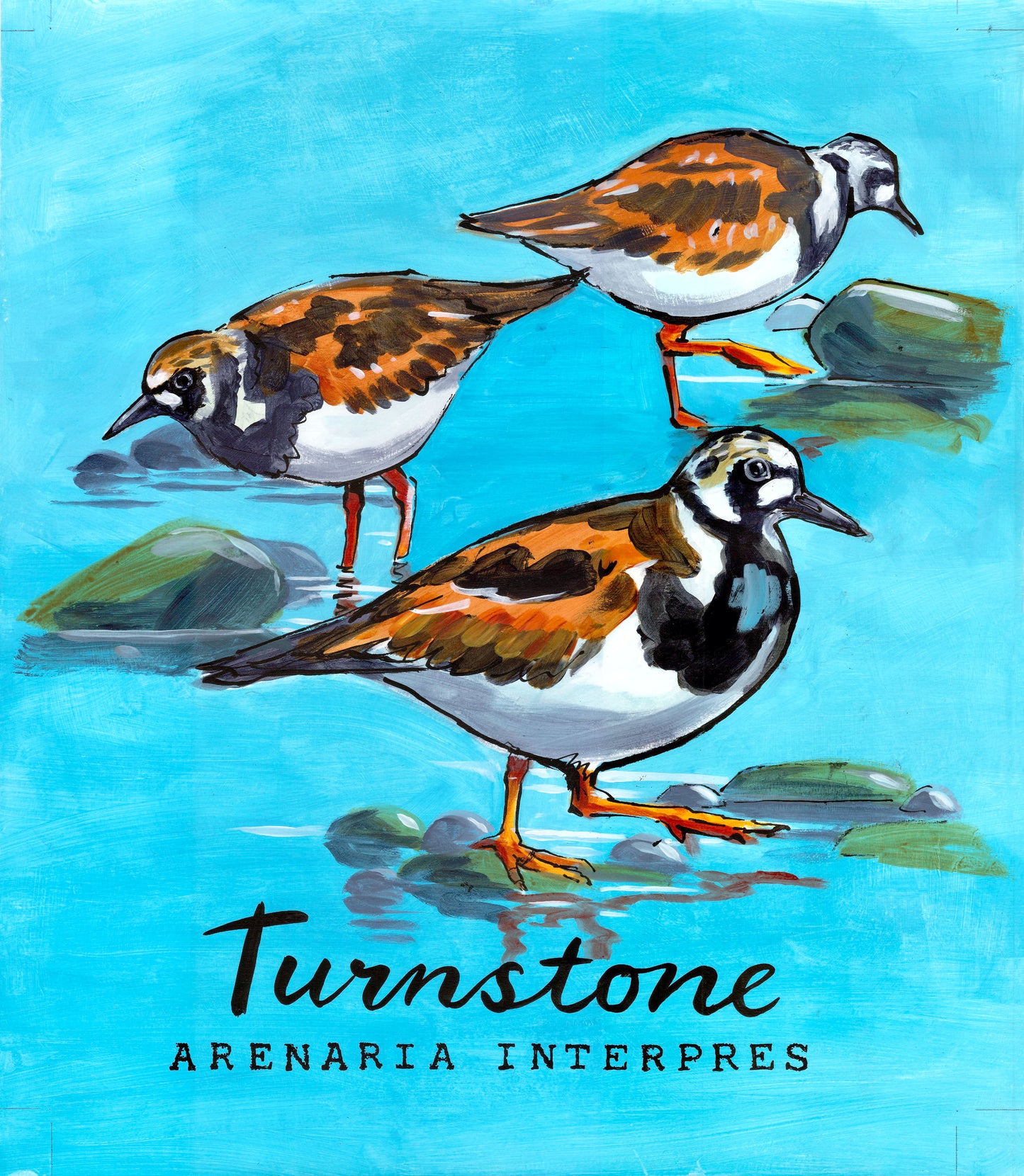 Turnstone Promenade Flag - Cornish Sea Life series - Giclée Print