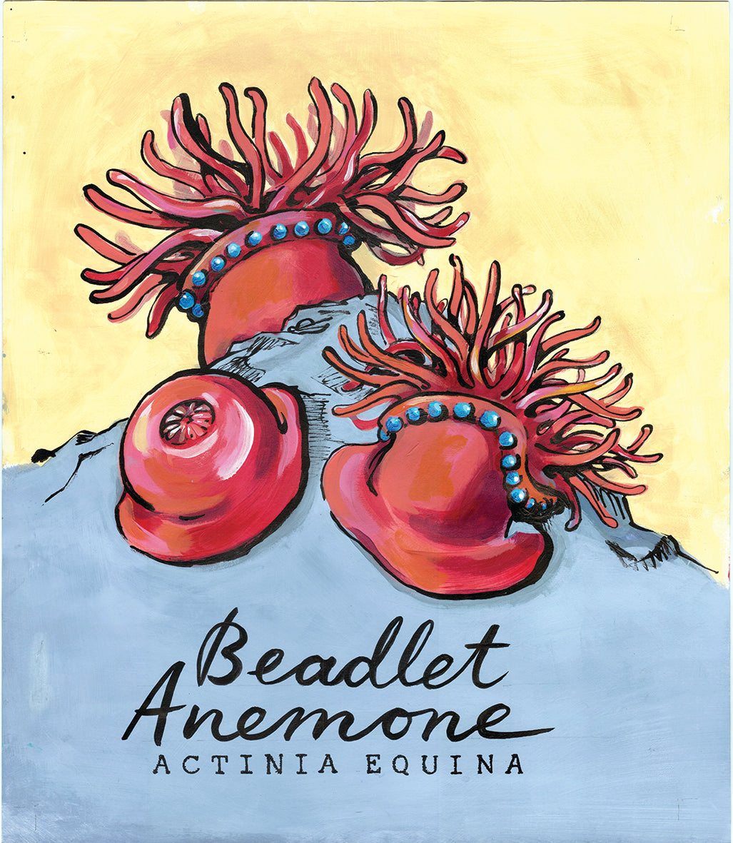 Beadlet Anenome Promenade Flag - Mounts Bay Sea LIfe Series - Giclée Print