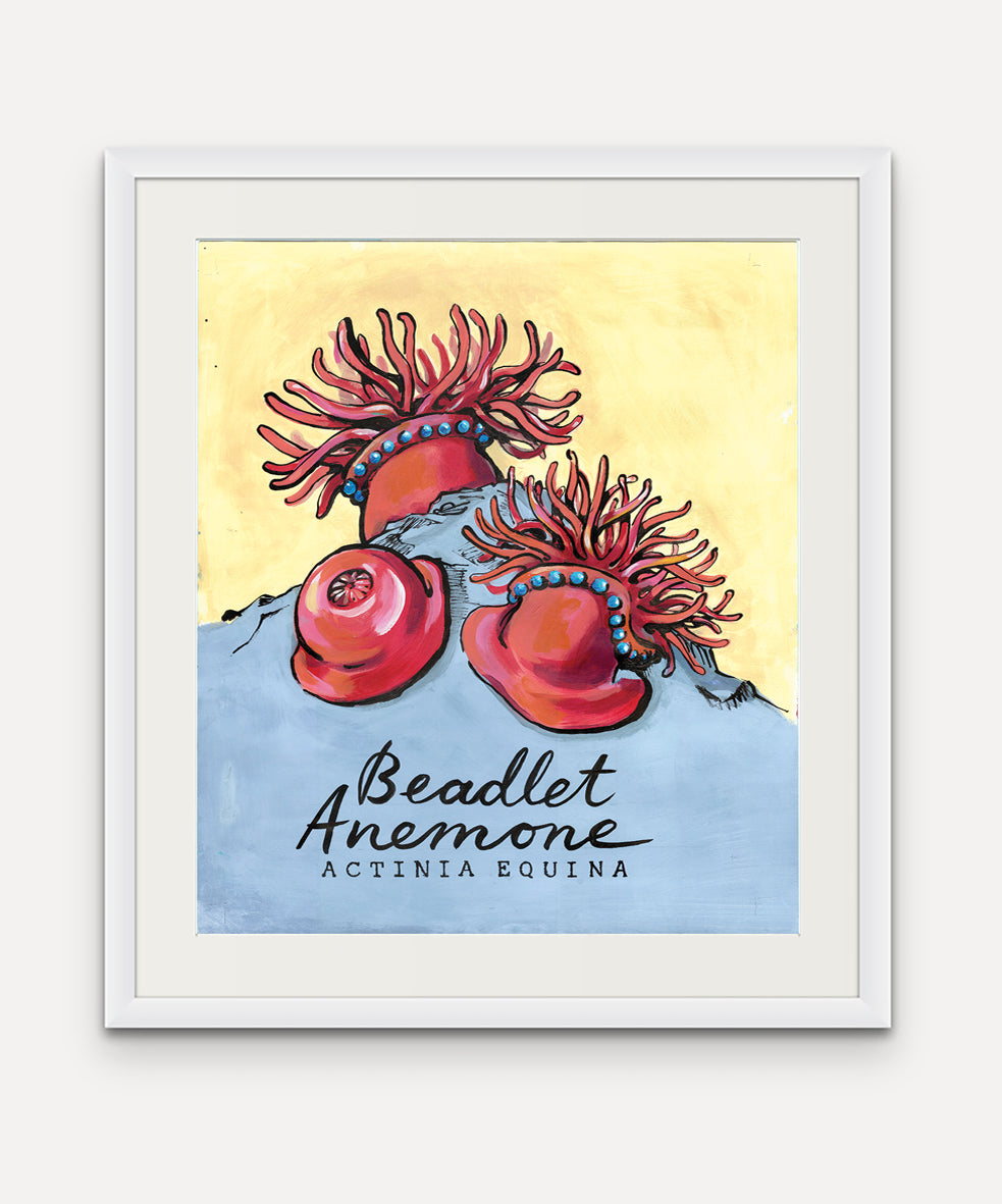 Beadlet Anenome Promenade Flag - Mounts Bay Sea LIfe Series - Giclée Print