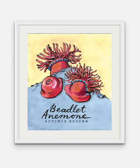 Beadlet Anenome Promenade Flag - Mounts Bay Sea LIfe Series - Giclée Print
