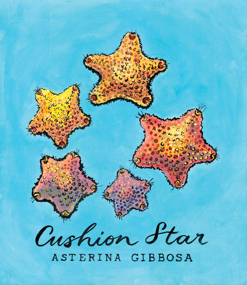 Cushion Star Promenade Flag - Cornish Sea Life Series - Giclée Print