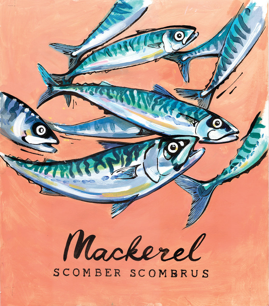 Mackerel Promenade Flag - Cornish Sea Life Series - Giclée Print