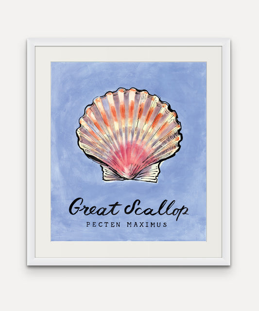 Great Scallop Promenade Flag - Mounts Bay Sea Life Series -  Giclée Print