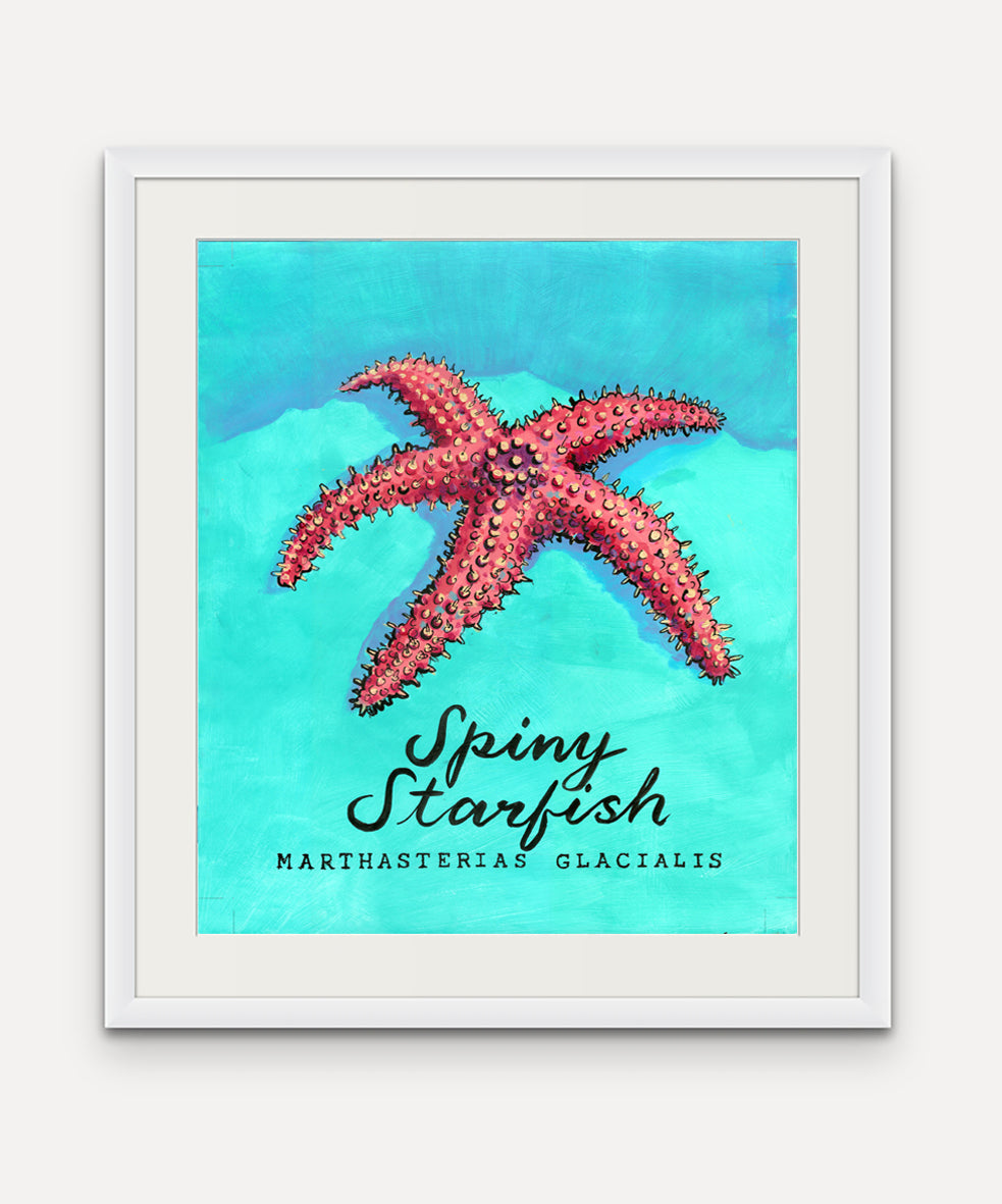 Spiny Starfish Promenade Flag - Cornish Sea Life Series - Giclée Print