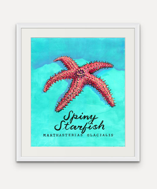 Spiny Starfish Promenade Flag - Cornish Sea Life Series - Giclée Print