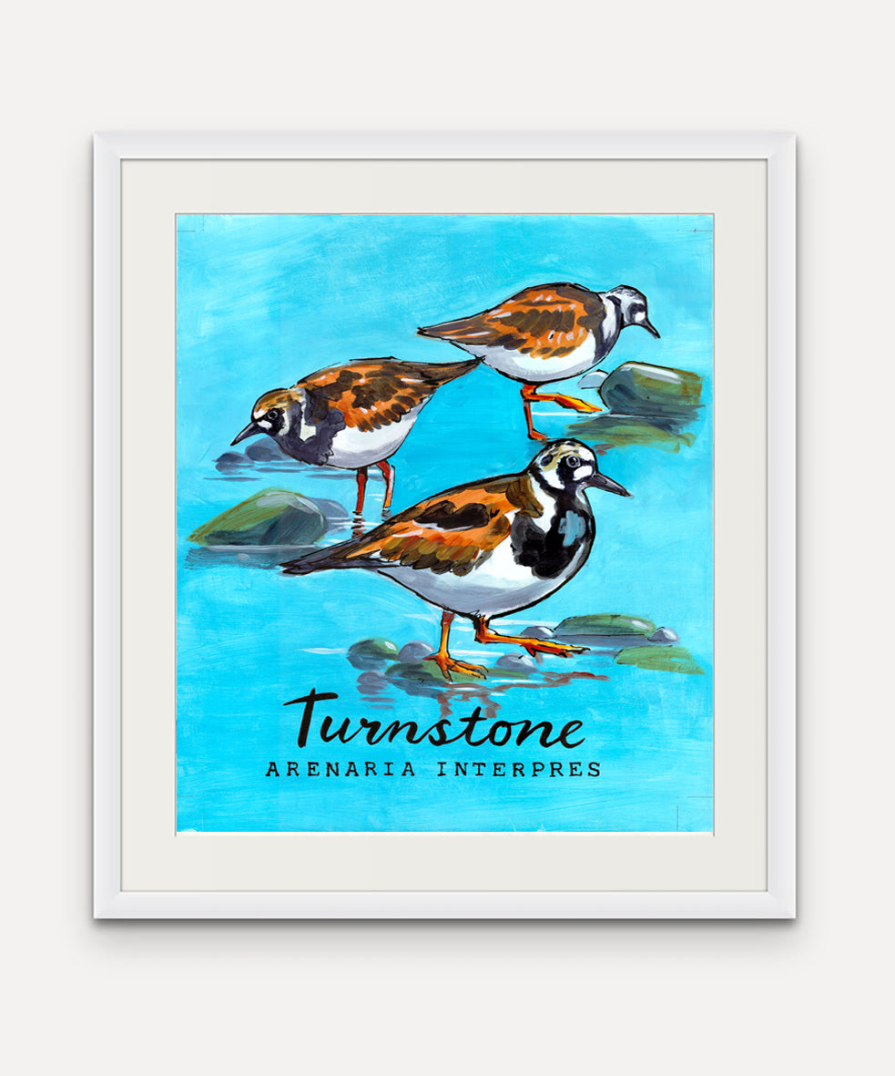 Turnstone Promenade Flag - Cornish Sea Life series - Giclée Print