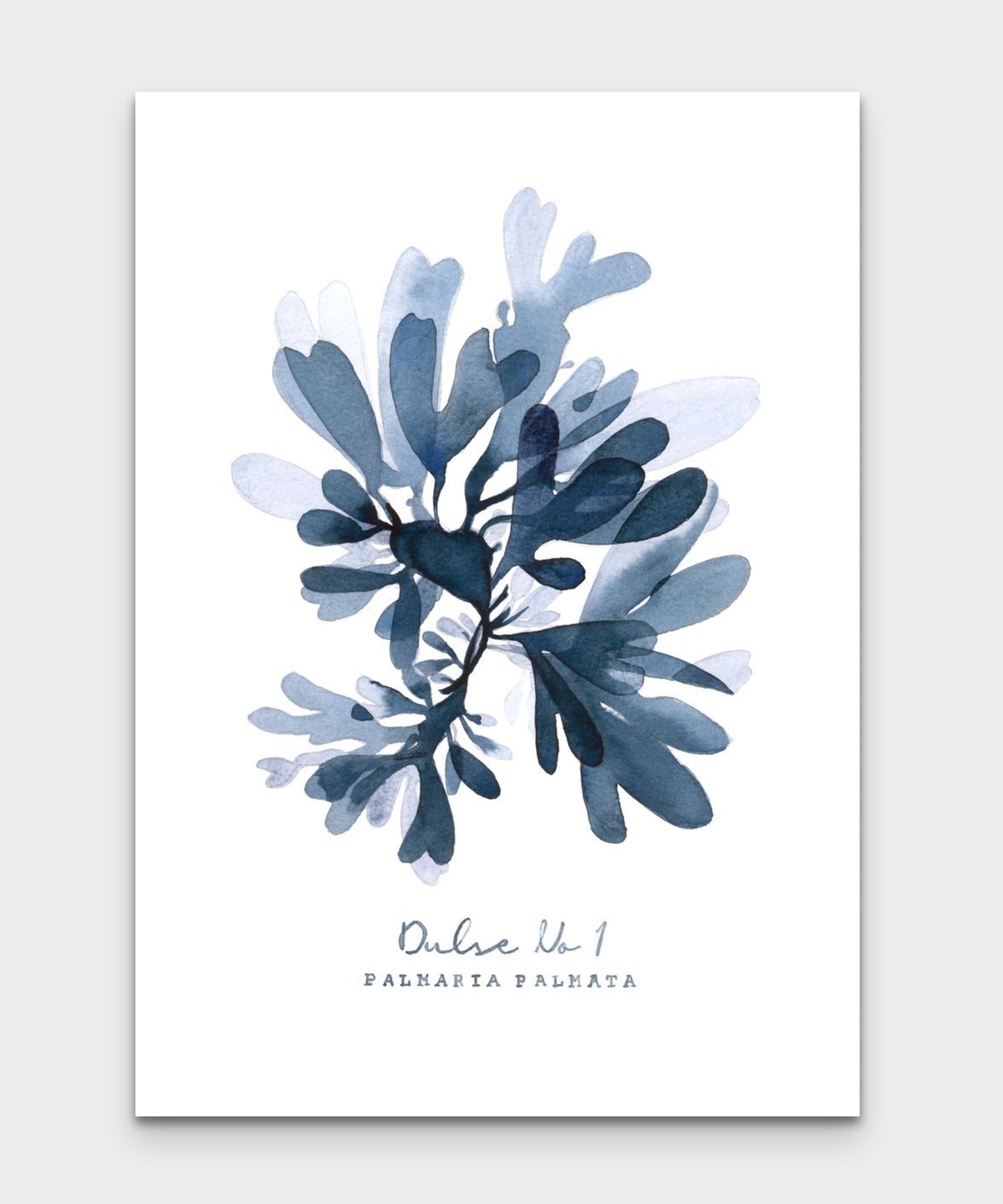 Dulse No 1 Seaweed series by Sarah Bell