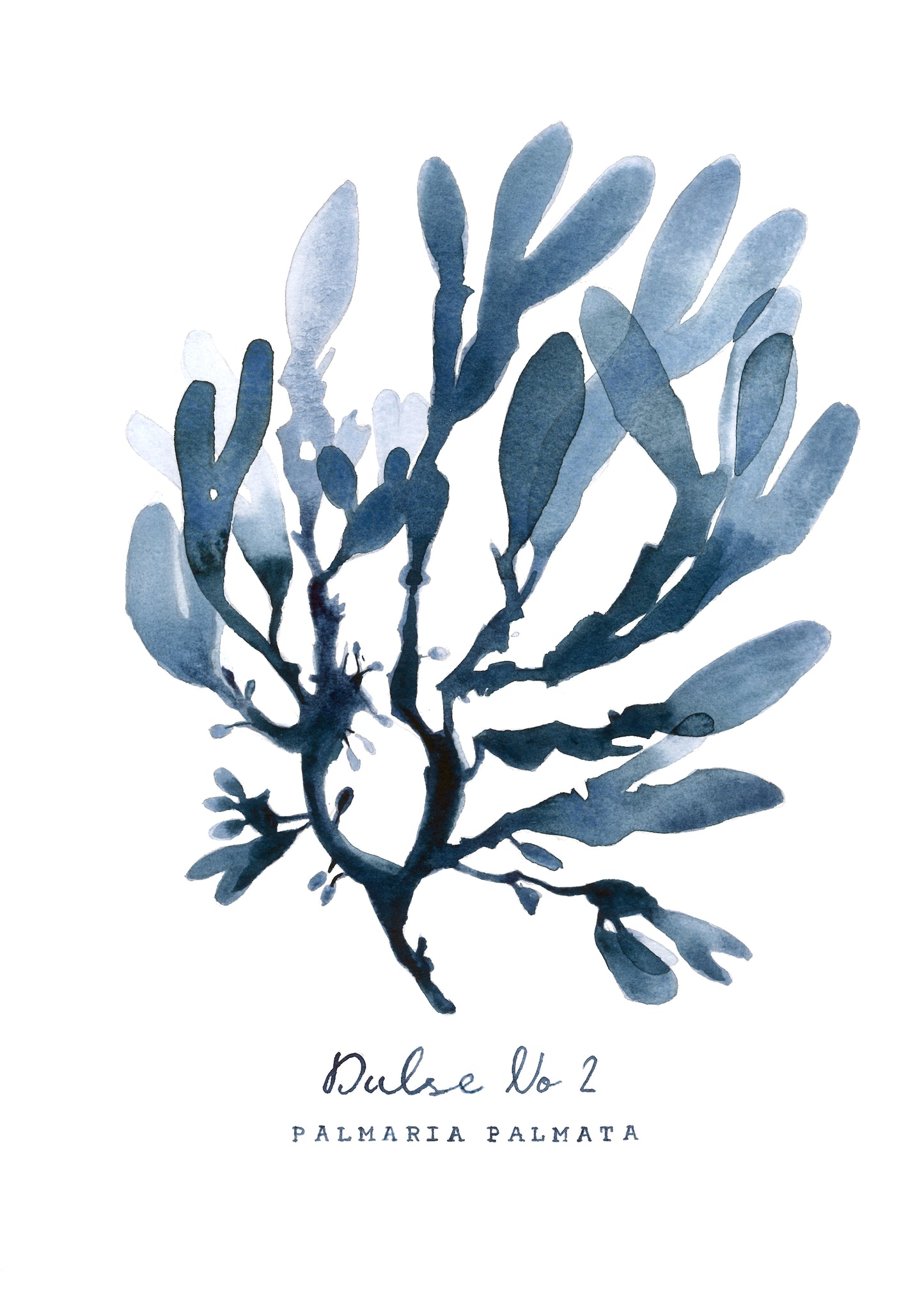 Dulse No 2 - PALMARIA PALMATA