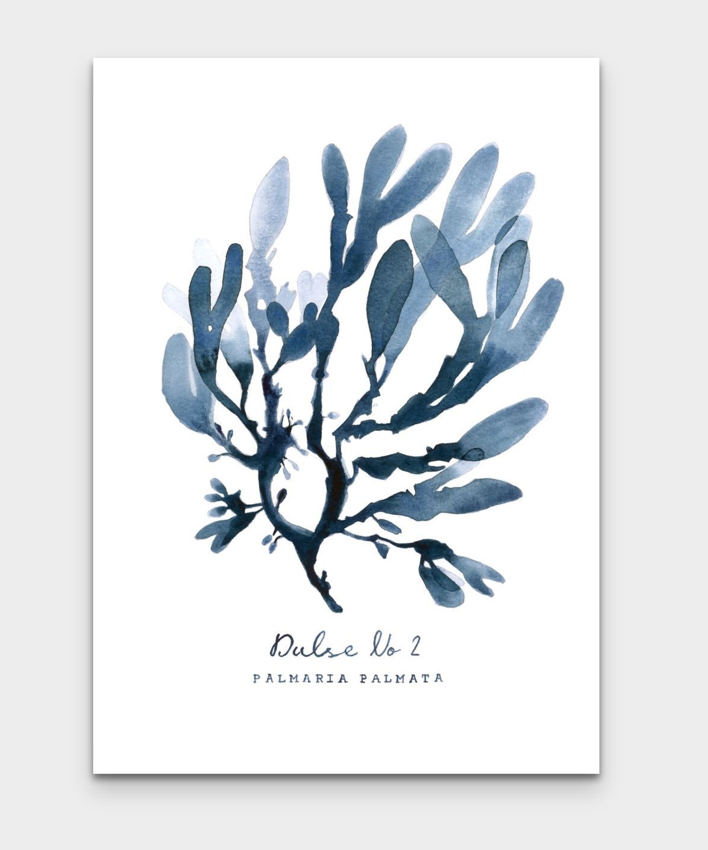 Dulse No 2 - PALMARIA PALMATA