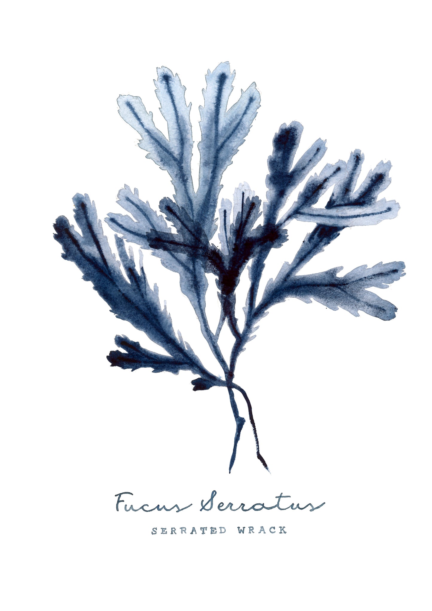 Fucus Serratus