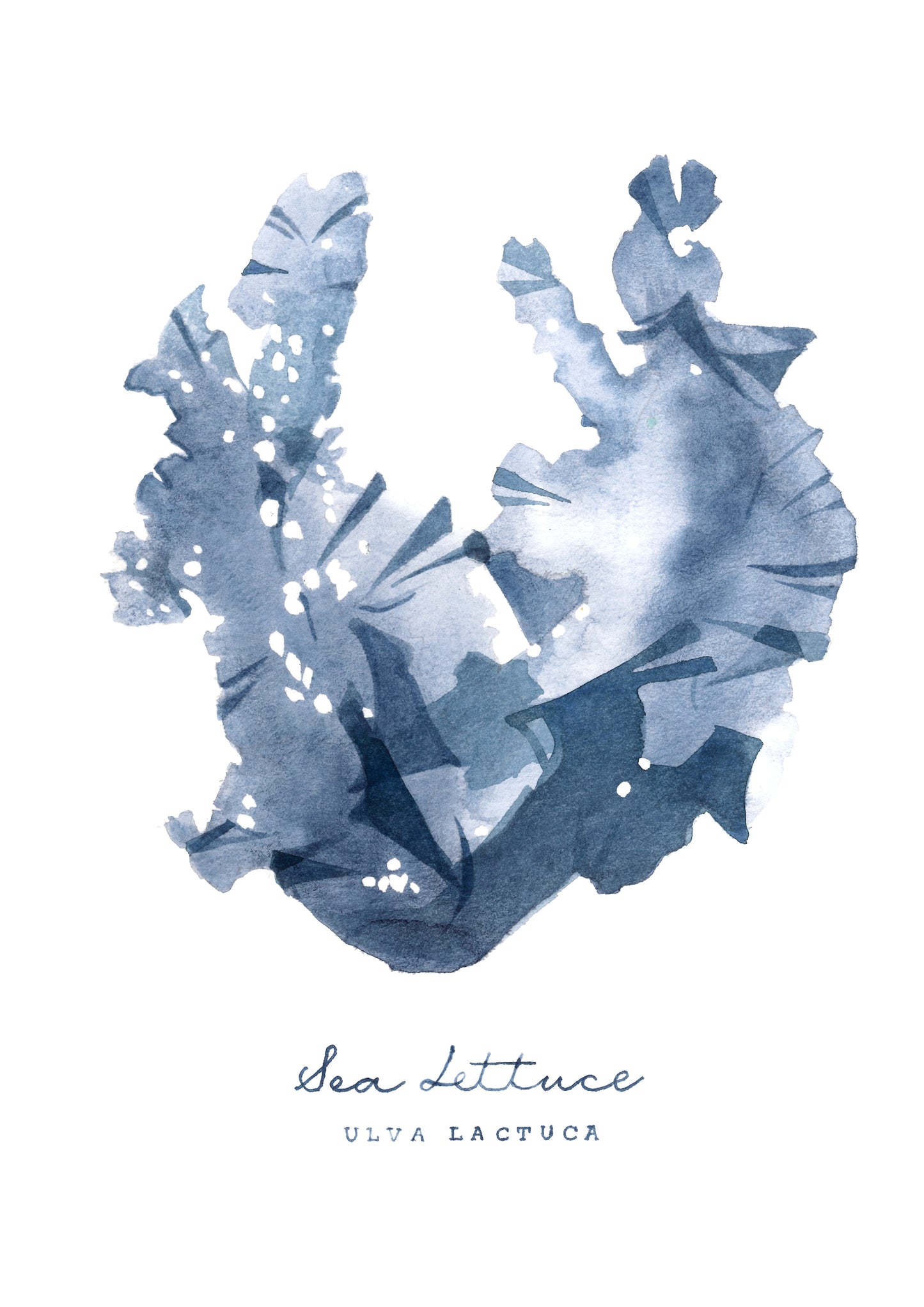 Sea Lettuce (Ulva Lactuca) Seaweed series by Sarah Bell