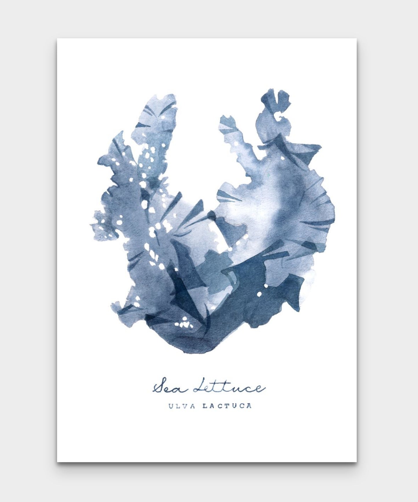 Sea Lettuce (Ulva Lactuca) Seaweed series by Sarah Bell