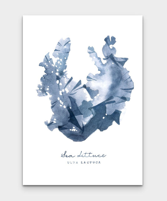 Sea Lettuce (Ulva Lactuca) Seaweed series by Sarah Bell