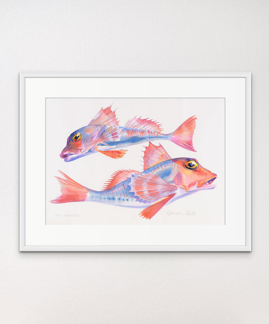 Red Gurnard - Giclée Watercolour Print