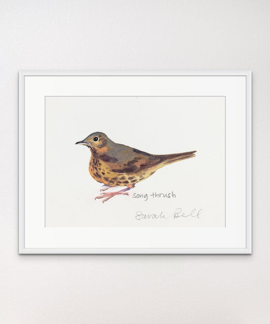 Song Thrush - Giclée Watercolour Print