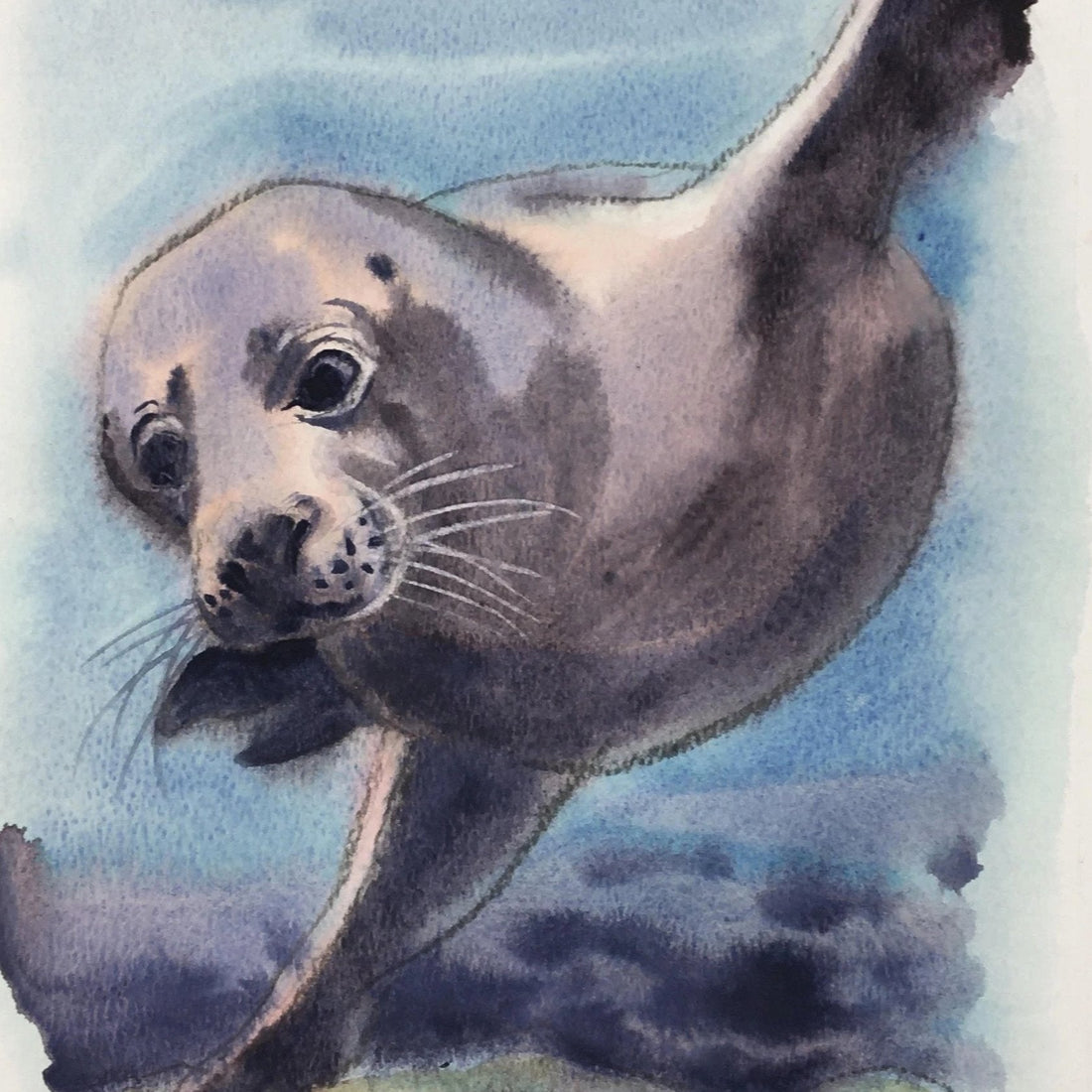 Cornish marine life artwork for your walls: prints & originals