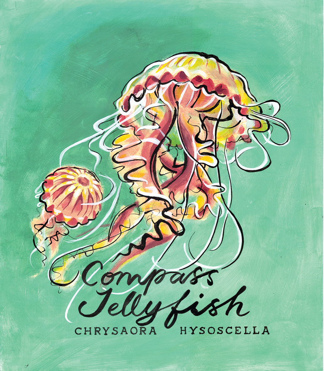 Jellyfish Promenade Flag - Cornish Sea Life series -  Giclée Print