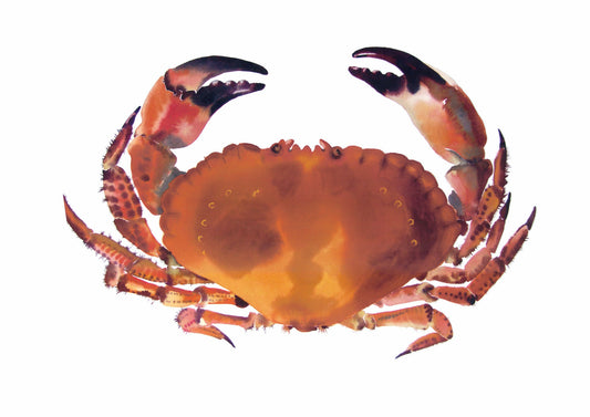 " Brown Crab " Watercolour Print