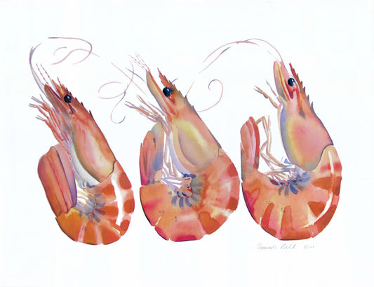" Crevettes " Watercolour Print